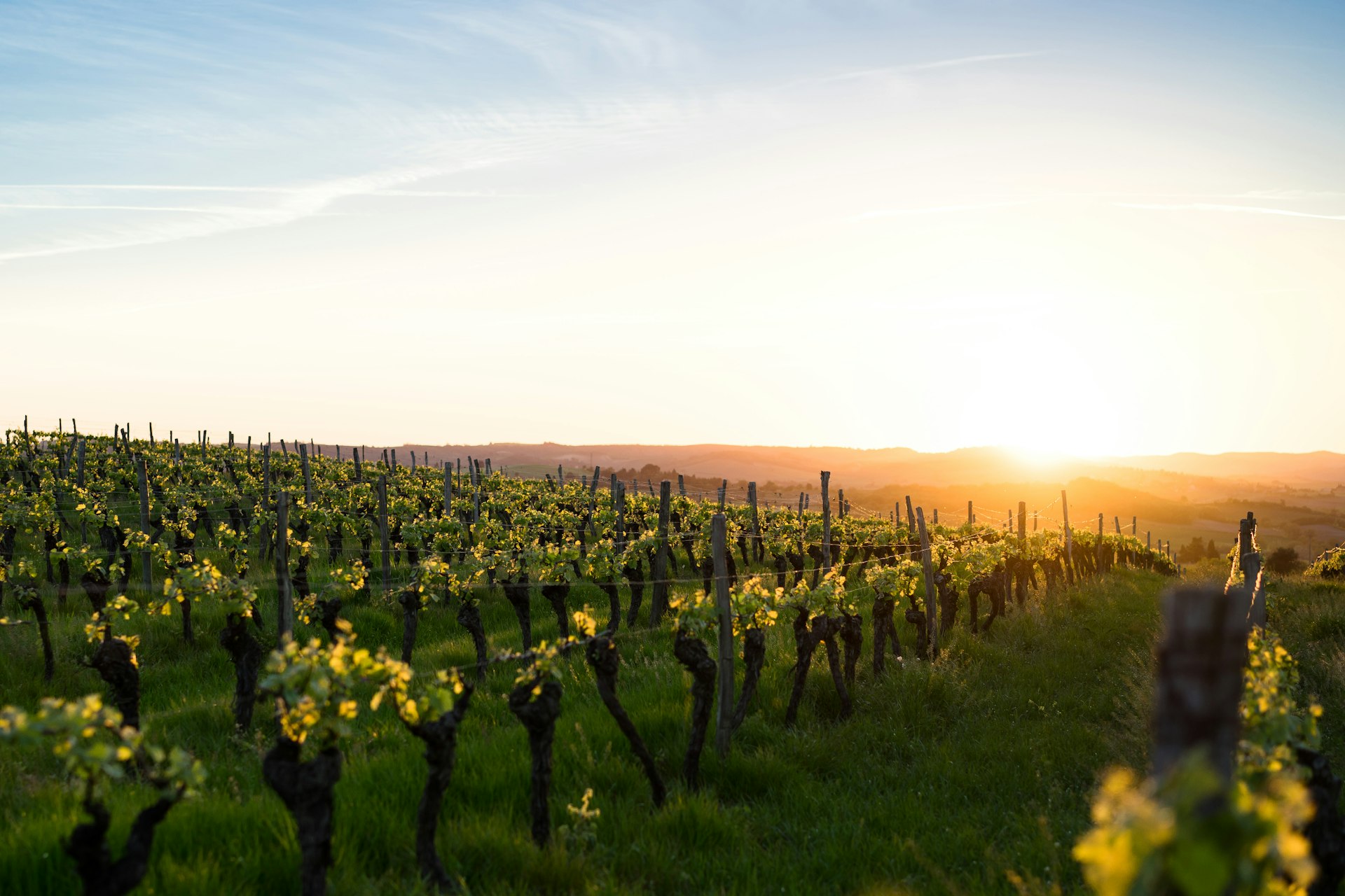 Vineyard rows bathed in golden hour light